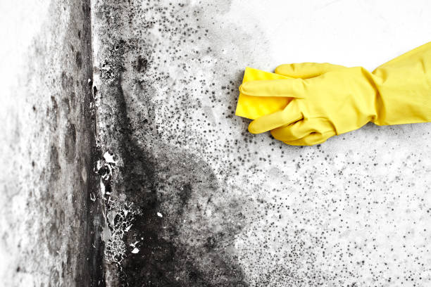 Best Emergency Mold Removal  in Jacksonwald, PA