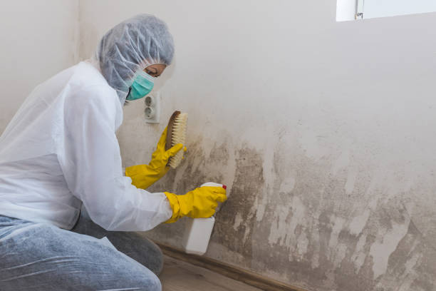 Best Crawl Space Mold Removal  in Jacksonwald, PA