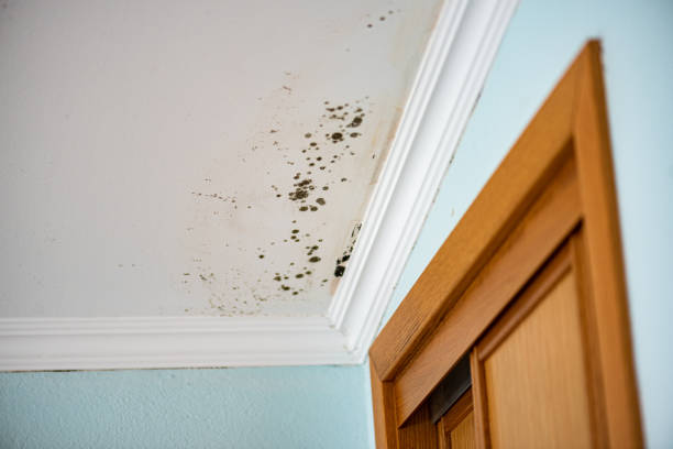 Best Mold Testing and Removal  in Jacksonwald, PA