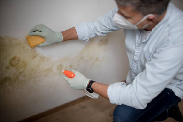 Best Attic Mold Removal  in Jacksonwald, PA