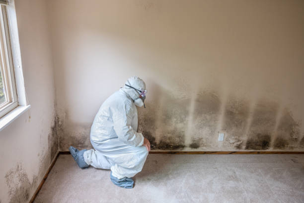 Best Black Mold Removal  in Jacksonwald, PA