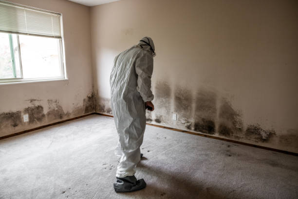 Home Mold Removal in Jacksonwald, PA