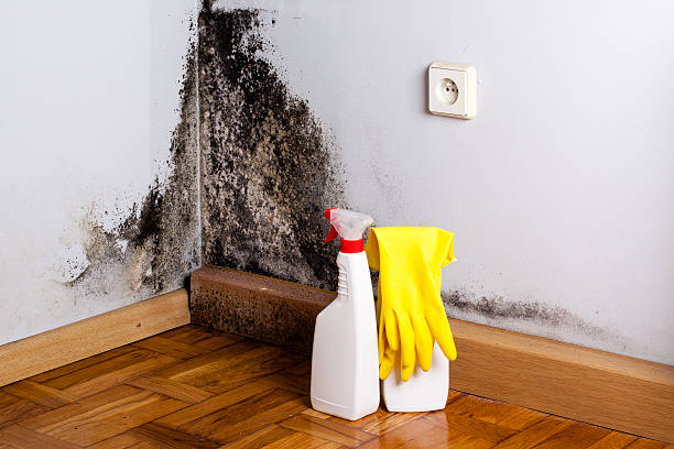 Best Commercial Mold Removal  in Jacksonwald, PA