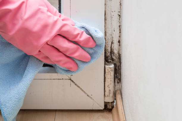 Best Attic Mold Removal  in Jacksonwald, PA