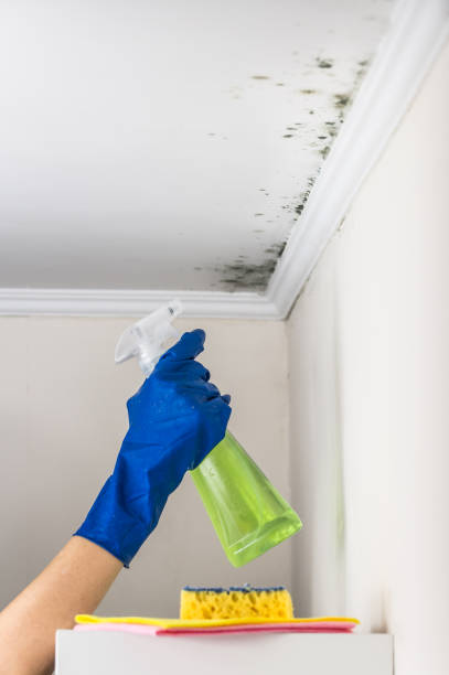 Mold Testing and Removal in Jacksonwald, PA